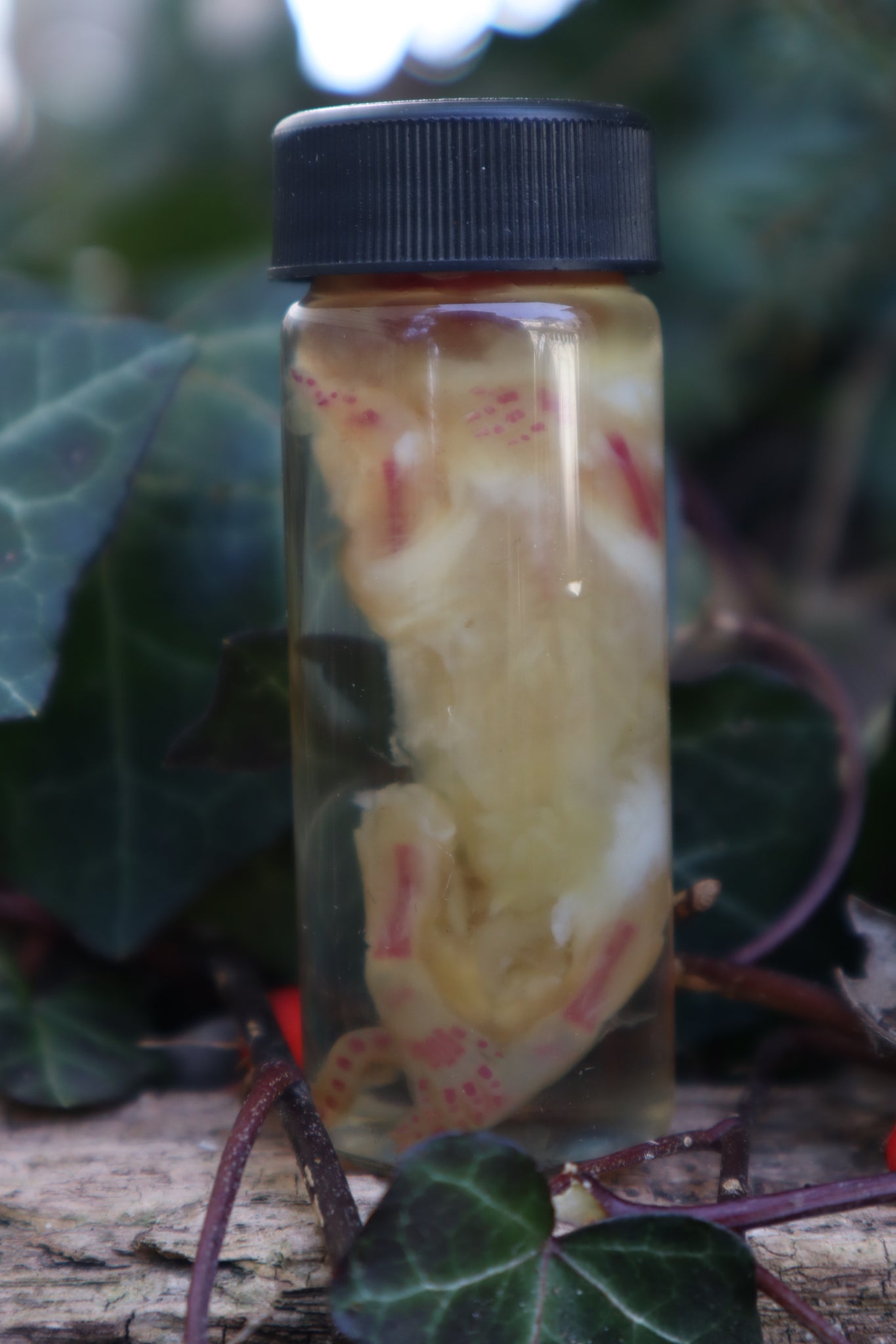 Diaphonized Snake Belly Rat