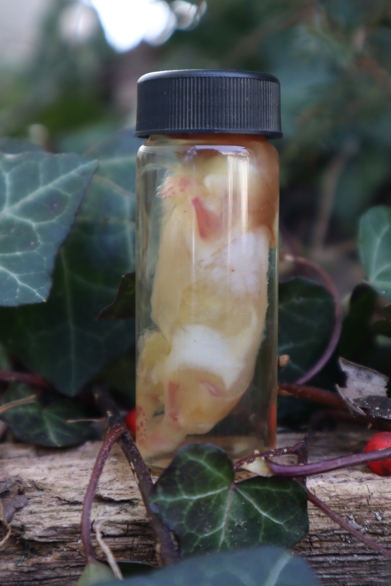 Diaphonized Snake Belly Rat