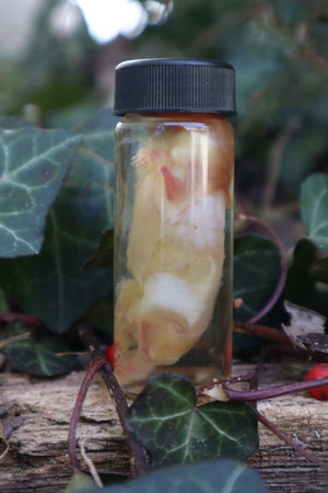 Diaphonized Snake Belly Rat