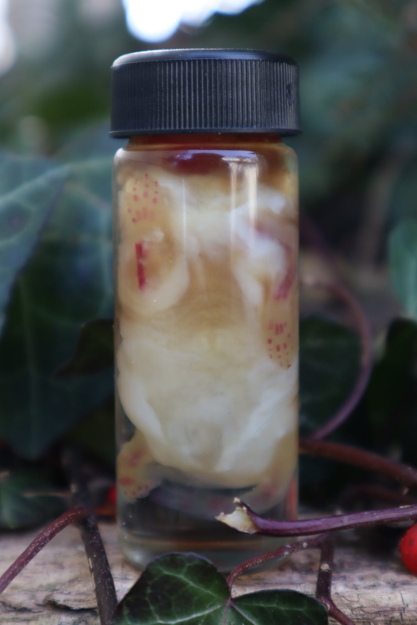Diaphonized Snake Belly Rat