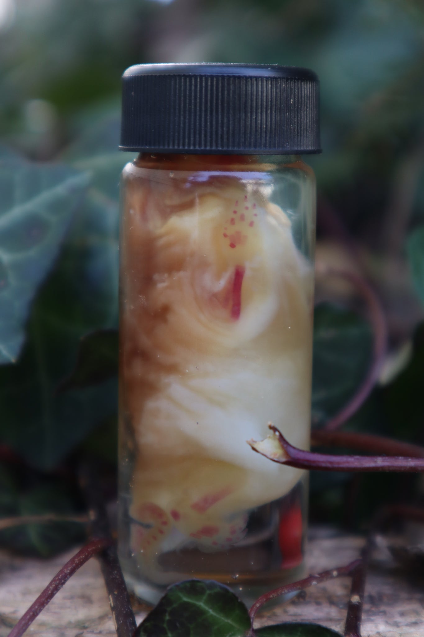 Diaphonized Snake Belly Rat