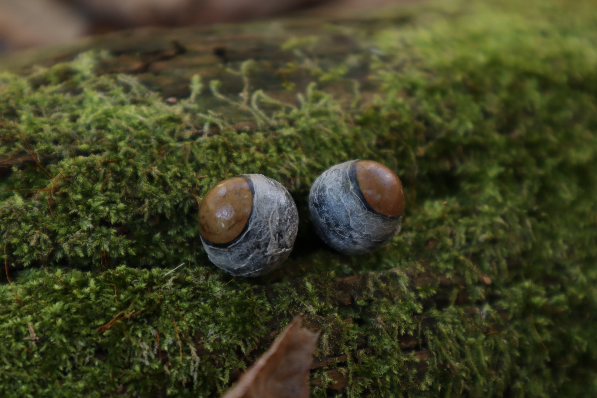 Dry Preserved Kitten Eyeballs