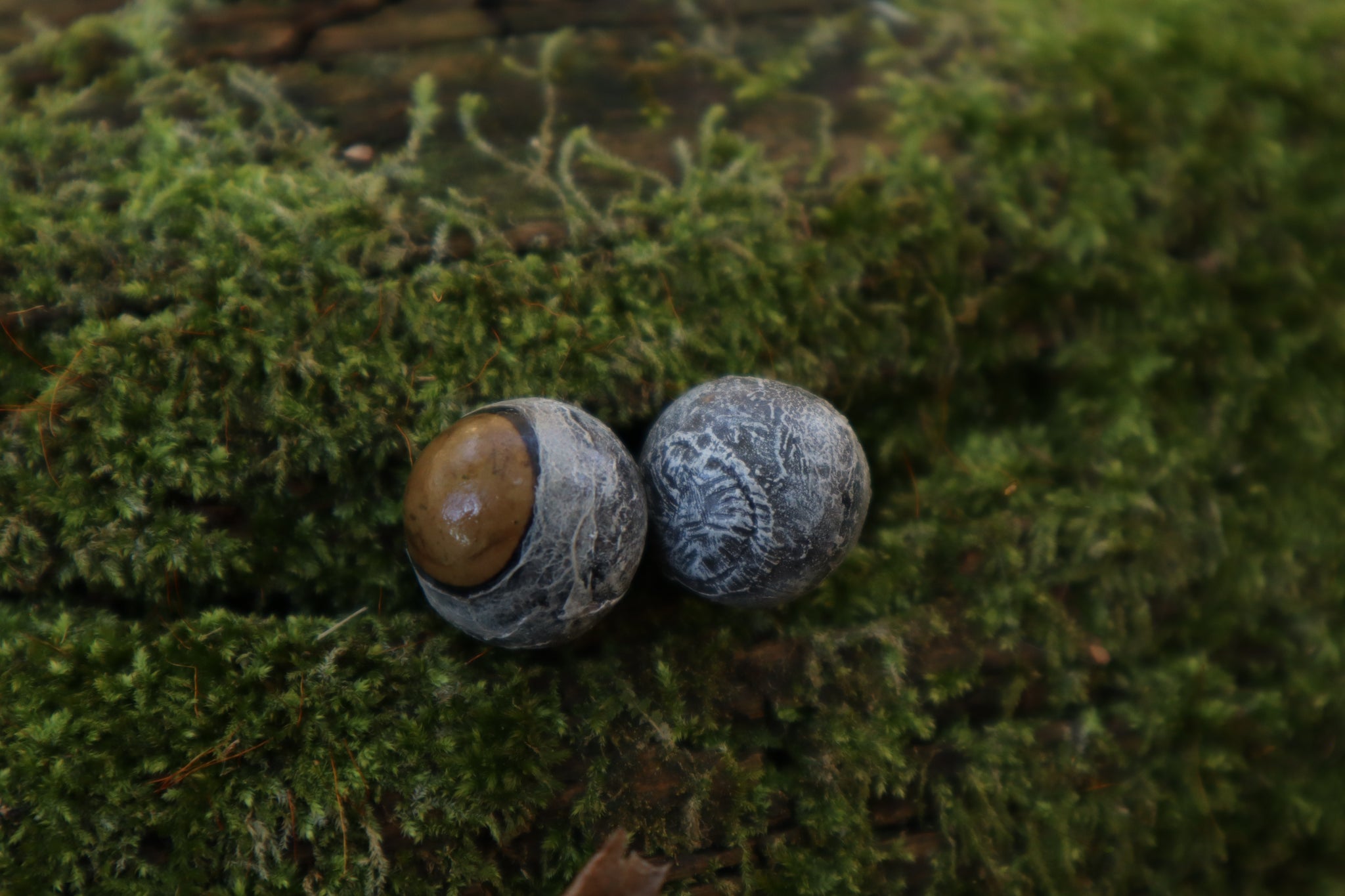 Dry Preserved Kitten Eyeballs