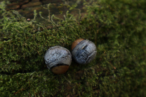 Dry Preserved Kitten Eyeballs