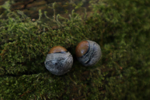 Dry Preserved Kitten Eyeballs