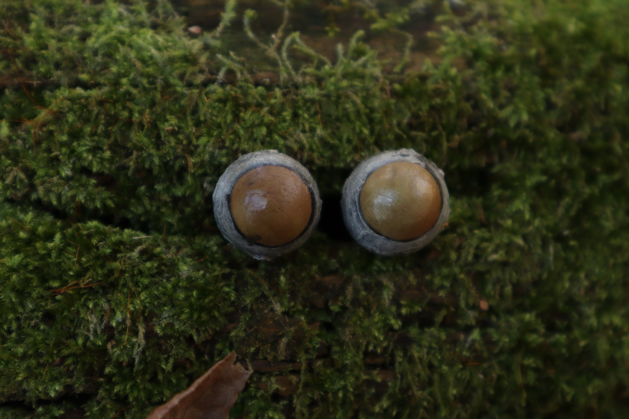 Dry Preserved Kitten Eyeballs