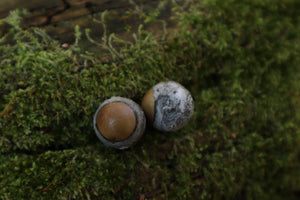 Dry Preserved Kitten Eyeballs