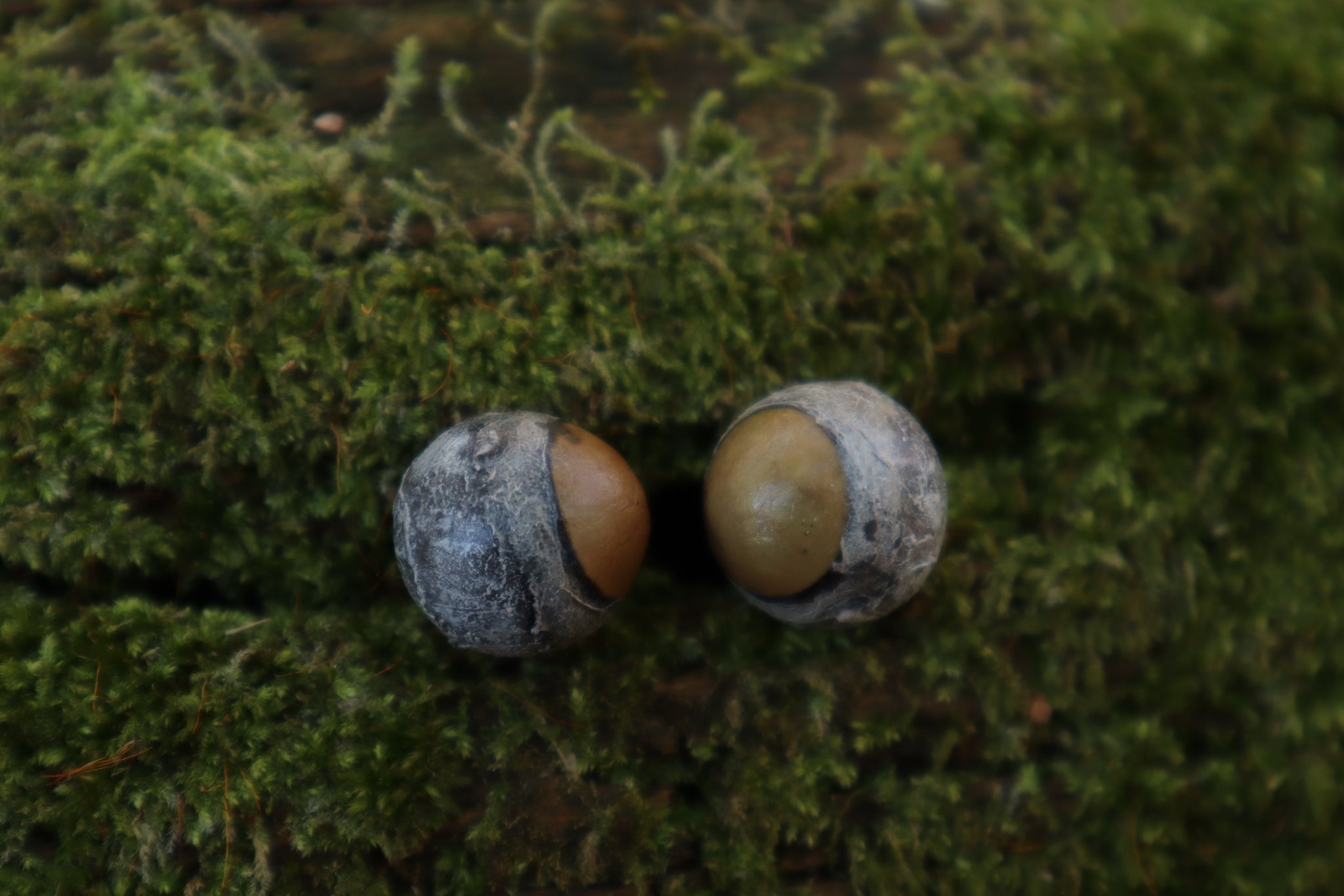 Dry Preserved Kitten Eyeballs