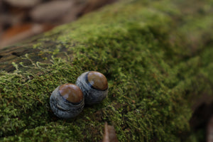 Dry Preserved Kitten Eyeballs