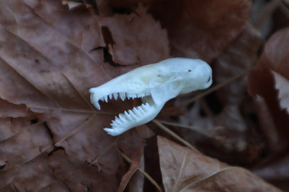 Eastern Mole Skull