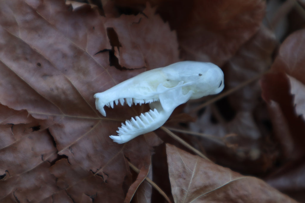 Eastern Mole Skull