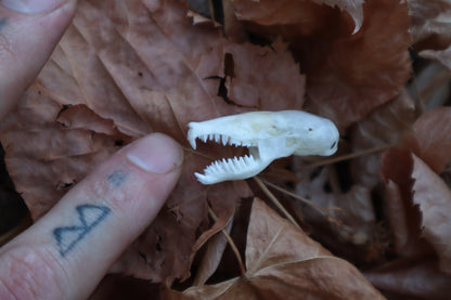 Eastern Mole Skull