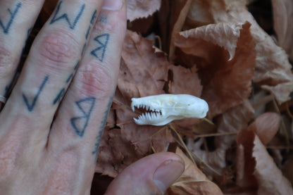 Eastern Mole Skull