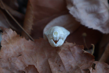 Eastern Mole Skull