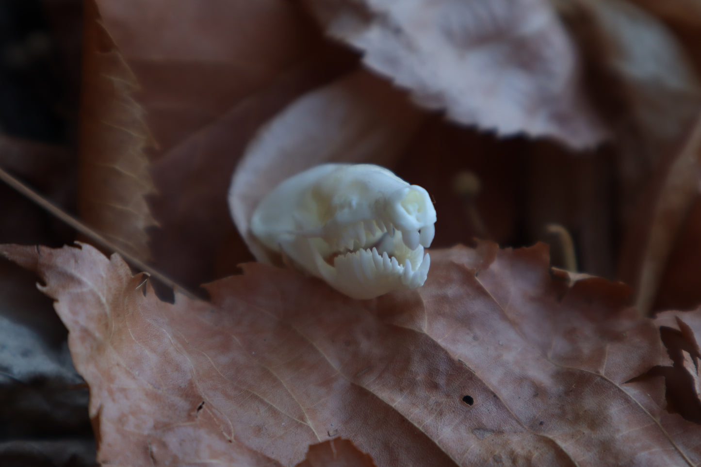 Eastern Mole Skull
