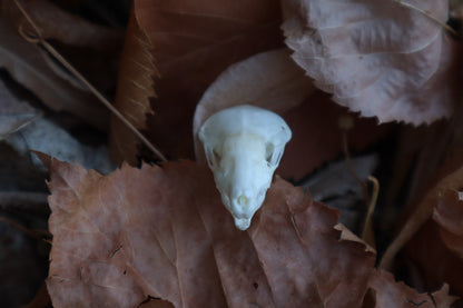 Eastern Mole Skull