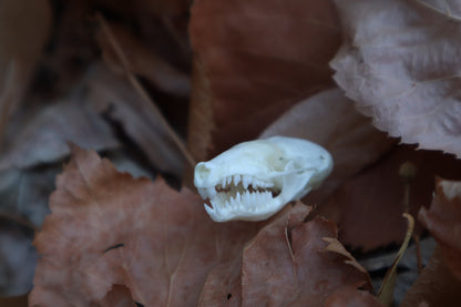 Eastern Mole Skull