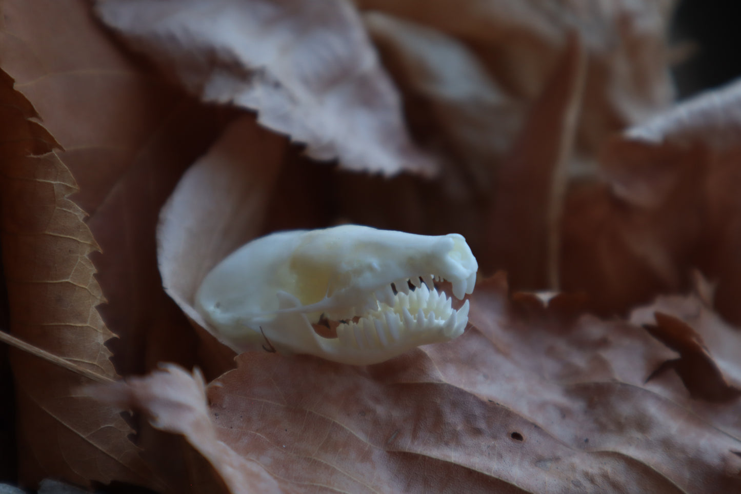 Eastern Mole Skull