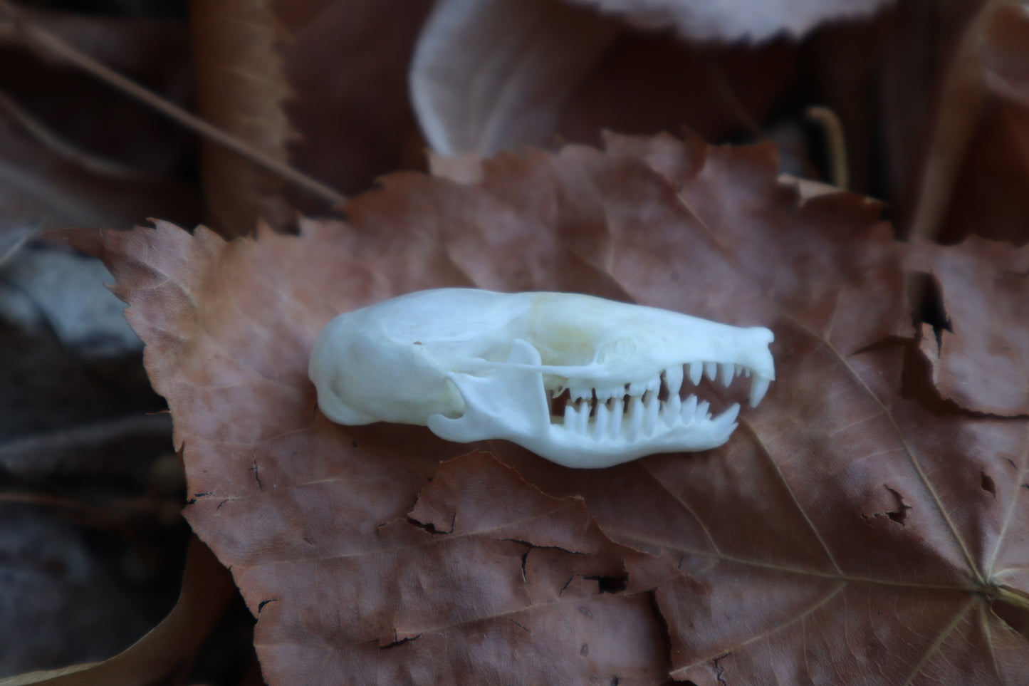 Eastern Mole Skull