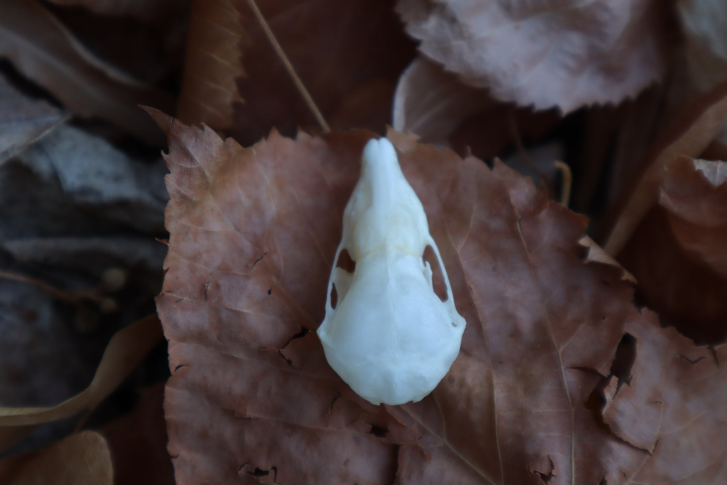 Eastern Mole Skull