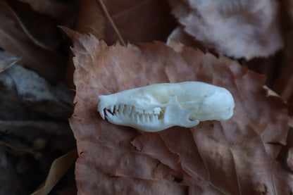 Eastern Mole Skull