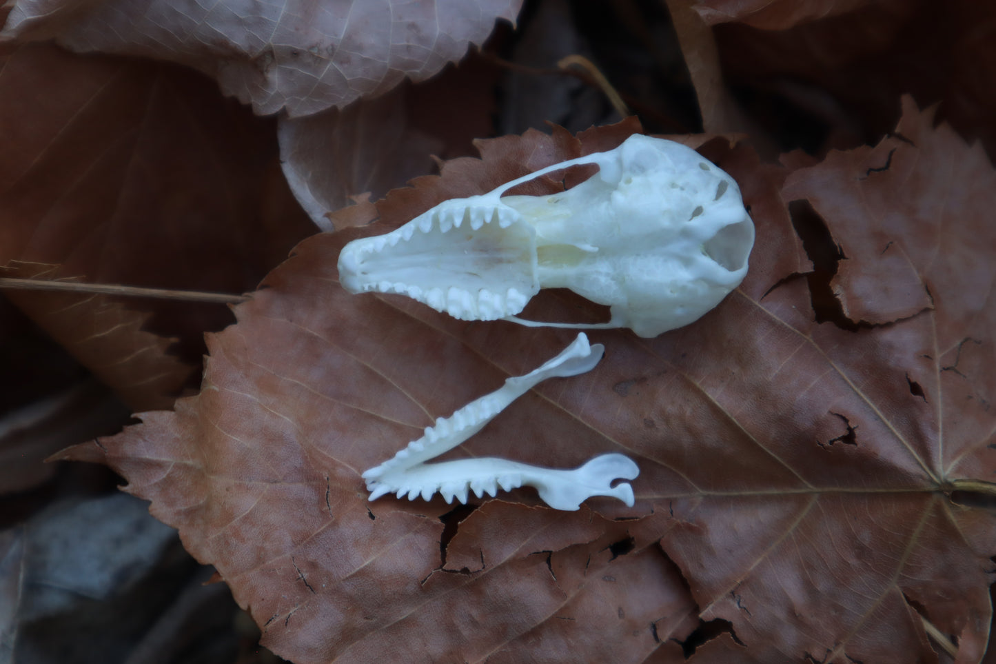 Eastern Mole Skull