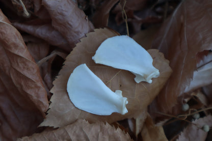 Kitten Scapula