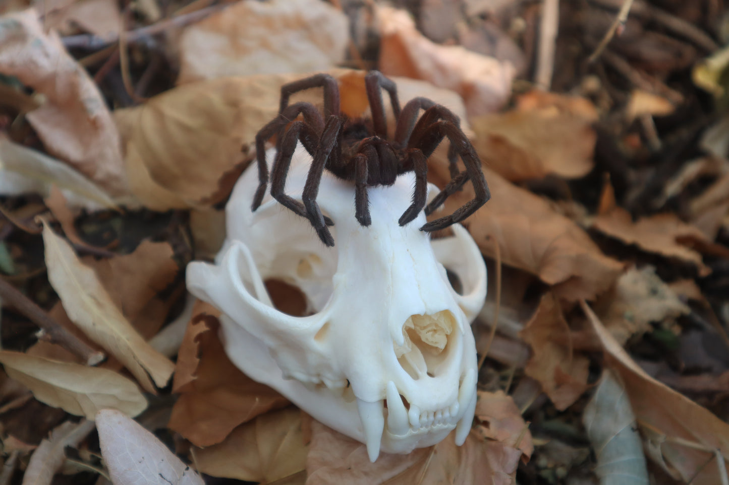 Brazilian Pink Bloom Tarantula and Bobcat Skull