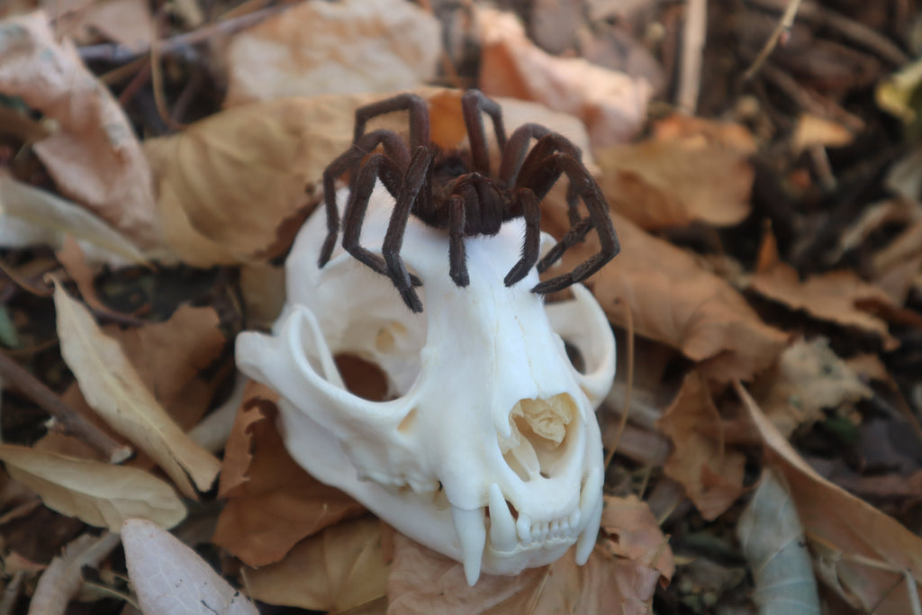 Brazilian Pink Bloom Tarantula and Bobcat Skull