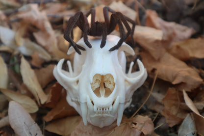 Brazilian Pink Bloom Tarantula and Bobcat Skull