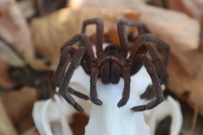 Brazilian Pink Bloom Tarantula and Bobcat Skull