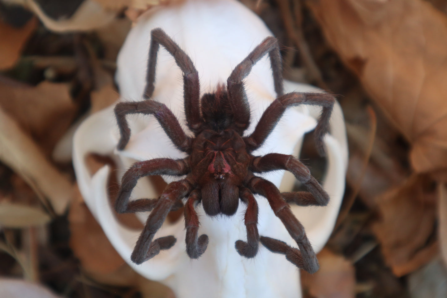 Brazilian Pink Bloom Tarantula and Bobcat Skull