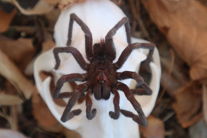 Brazilian Pink Bloom Tarantula and Bobcat Skull