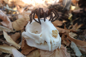 Brazilian Pink Bloom Tarantula and Bobcat Skull