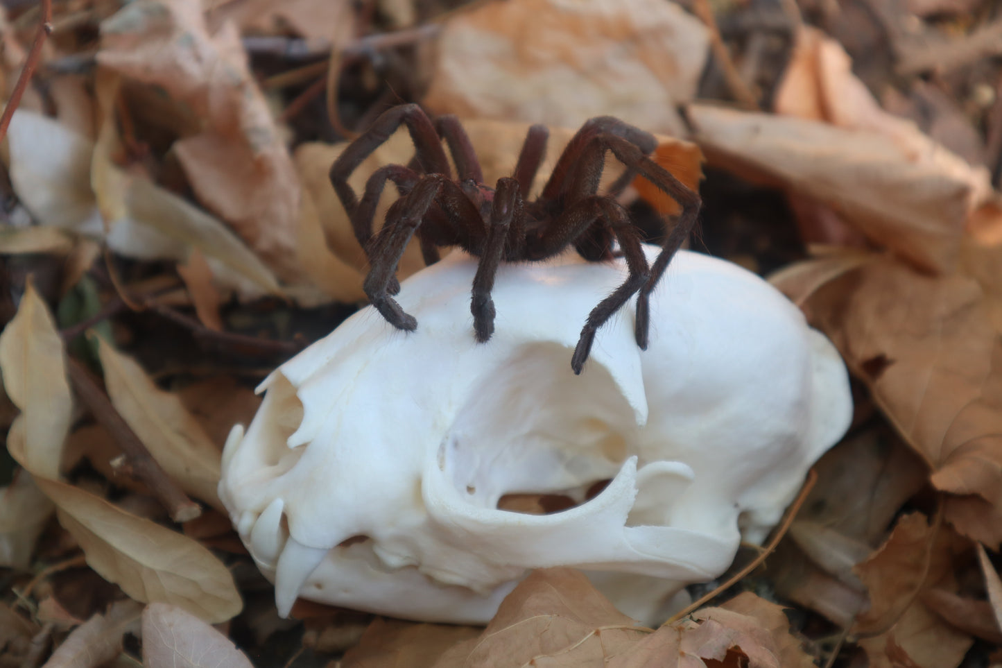 Brazilian Pink Bloom Tarantula and Bobcat Skull