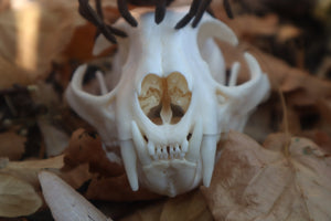 Brazilian Pink Bloom Tarantula and Bobcat Skull