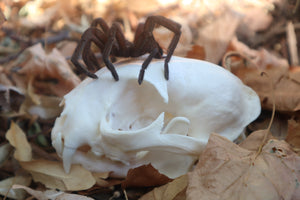 Brazilian Pink Bloom Tarantula and Bobcat Skull