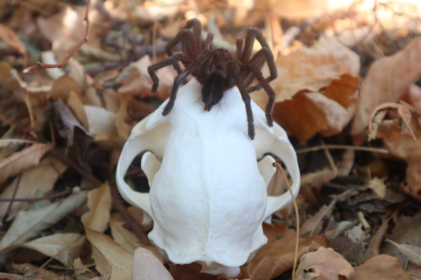Brazilian Pink Bloom Tarantula and Bobcat Skull