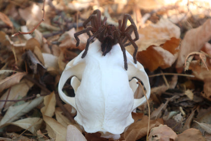 Brazilian Pink Bloom Tarantula and Bobcat Skull