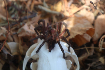 Brazilian Pink Bloom Tarantula and Bobcat Skull