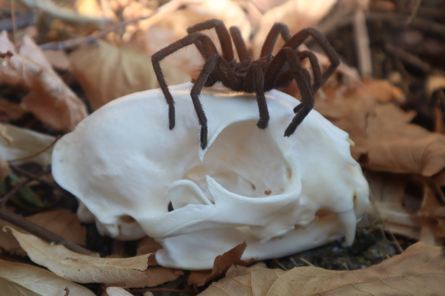 Brazilian Pink Bloom Tarantula and Bobcat Skull