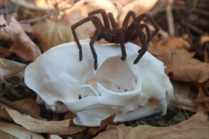 Brazilian Pink Bloom Tarantula and Bobcat Skull