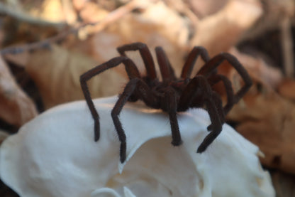 Brazilian Pink Bloom Tarantula and Bobcat Skull