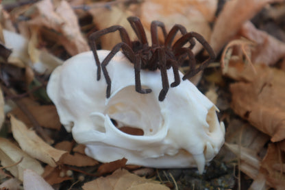 Brazilian Pink Bloom Tarantula and Bobcat Skull