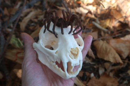 Brazilian Pink Bloom Tarantula and Bobcat Skull