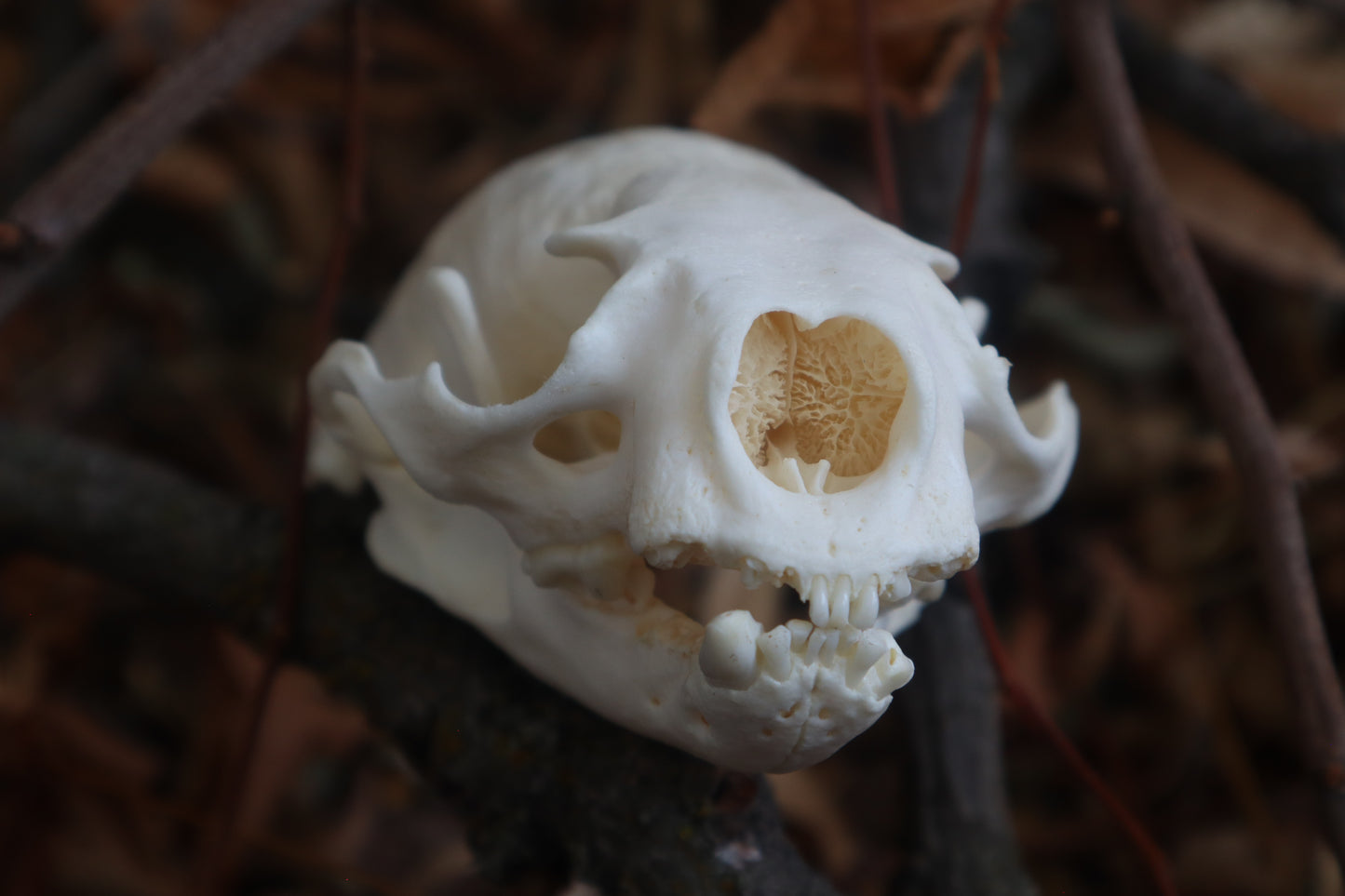Reserved for Erin - Geriatric River Otter Skull