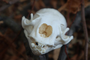 Reserved for Erin - Geriatric River Otter Skull