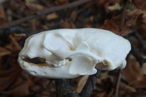 Reserved for Erin - Geriatric River Otter Skull