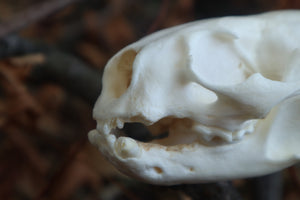 Reserved for Erin - Geriatric River Otter Skull