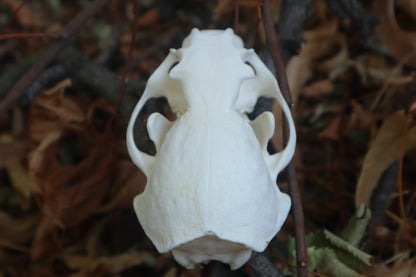 Reserved for Erin - Geriatric River Otter Skull